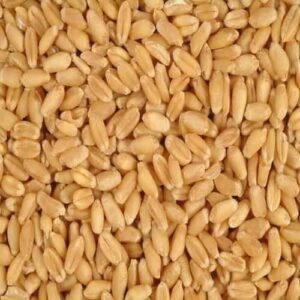 1 kg Wheat